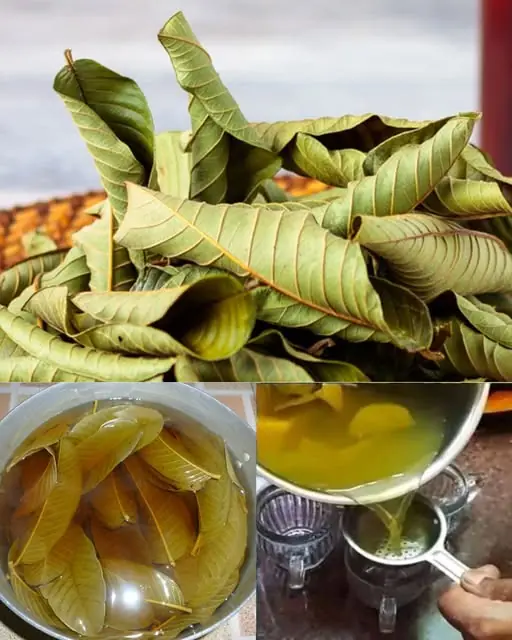 Health Benefits of Guava Leaf Tea: A Natural Remedy for Wellness