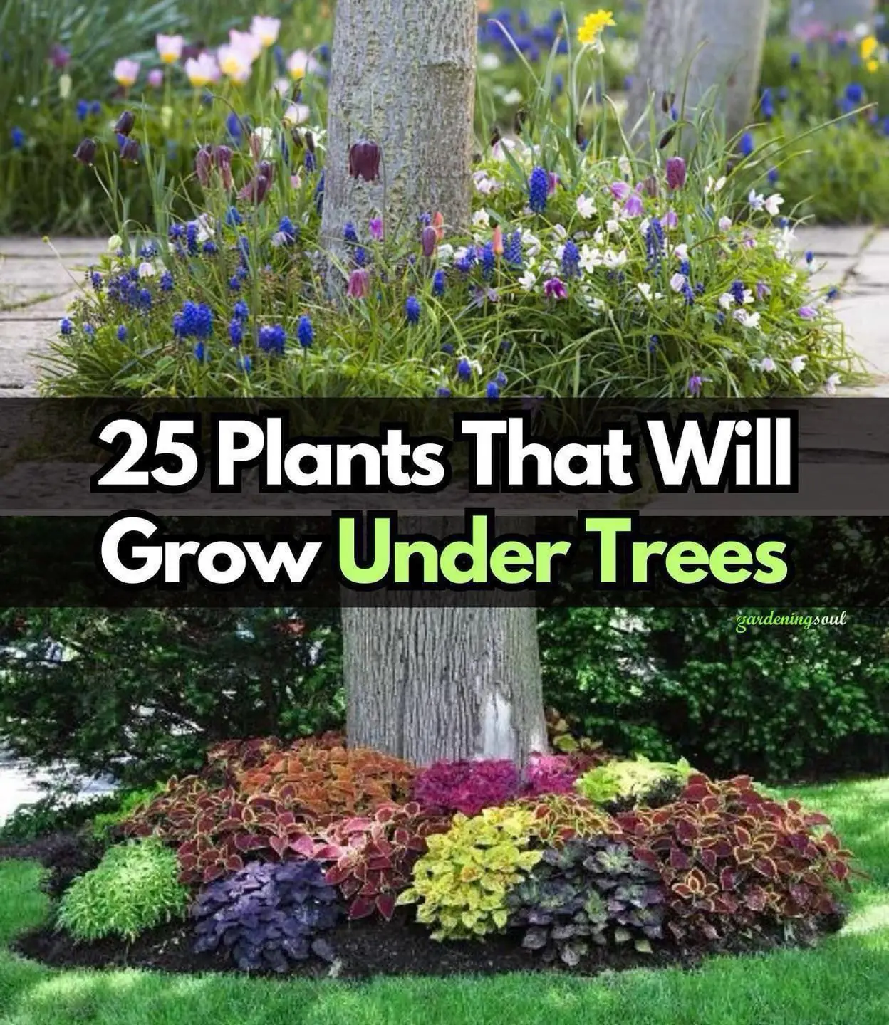 25 Beautiful Plants That Grow Well Under Trees