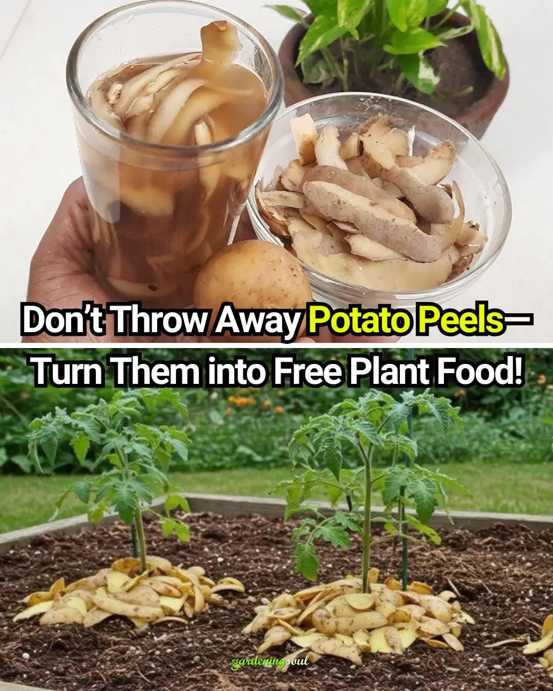 Don’t Throw Away Potato Peels—Turn Them into Free Plant Food!