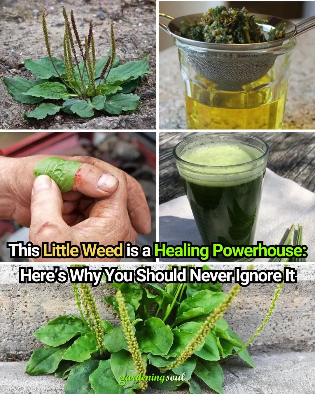 This Little Weed is one of the Most Useful Medicines on the Planet