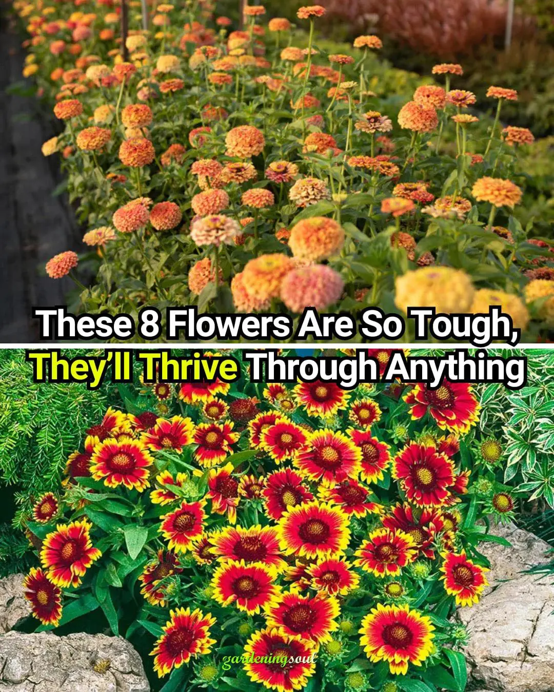 8 Plants That Will Thrive No Matter What