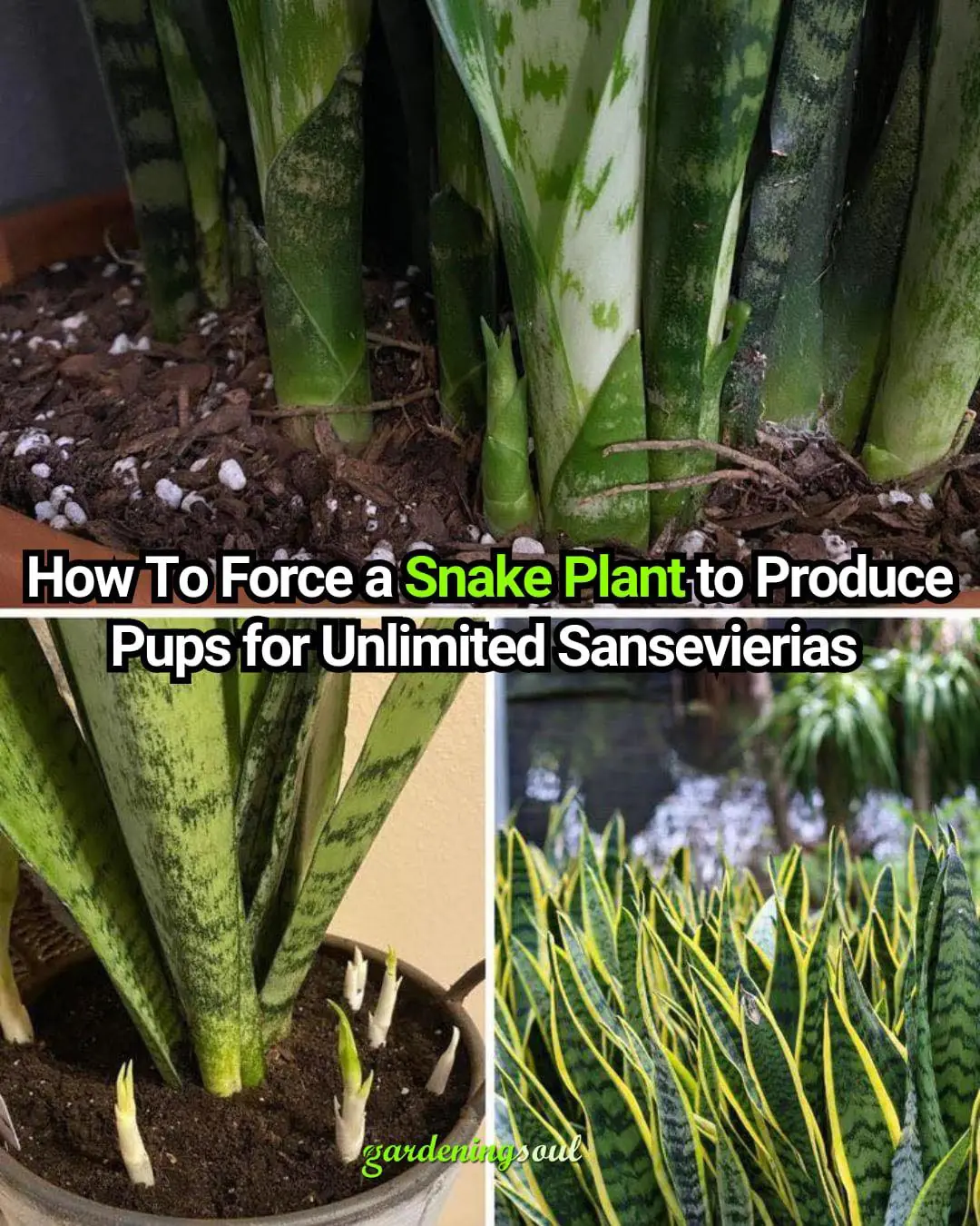How To Force a Snake Plant to Produce Pups for Unlimited Sansevierias