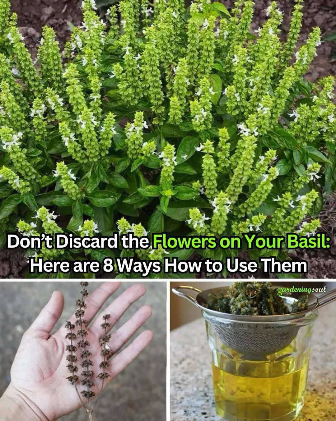 Don’t Discard the Flowers on Your Basil: Here are 8 Ways How to Use Them