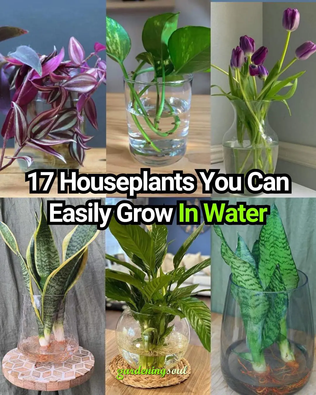 17 Houseplants You Can Easily Grow In Water