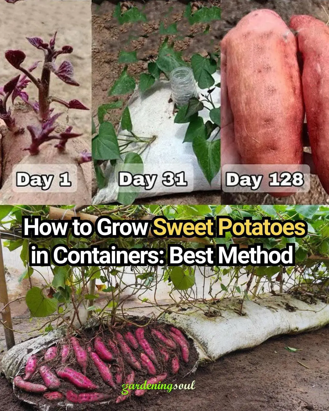 How to Grow Sweet Potatoes in Containers: Best Method