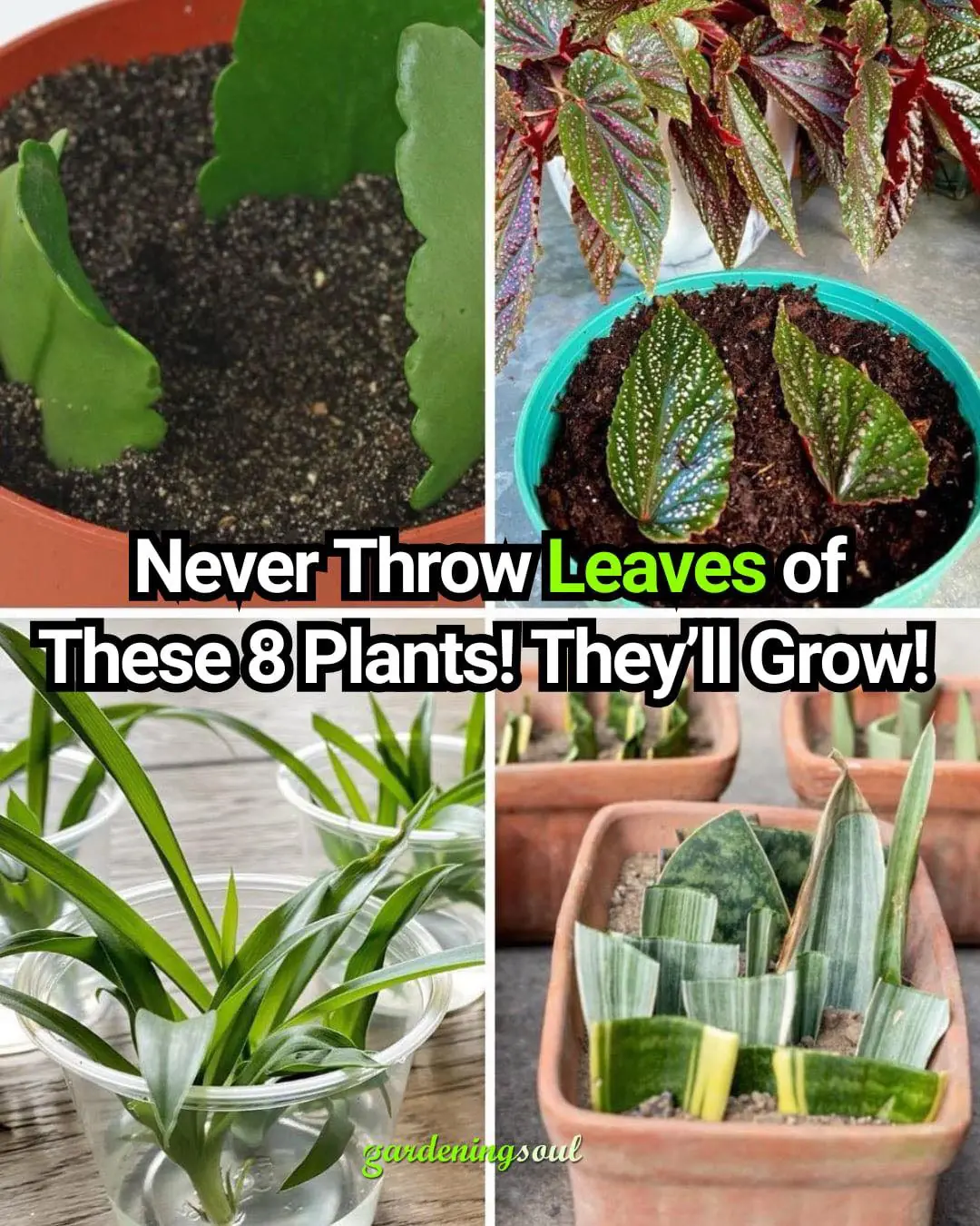 Never Throw Leaves of These 8 Plants! They’ll Grow!