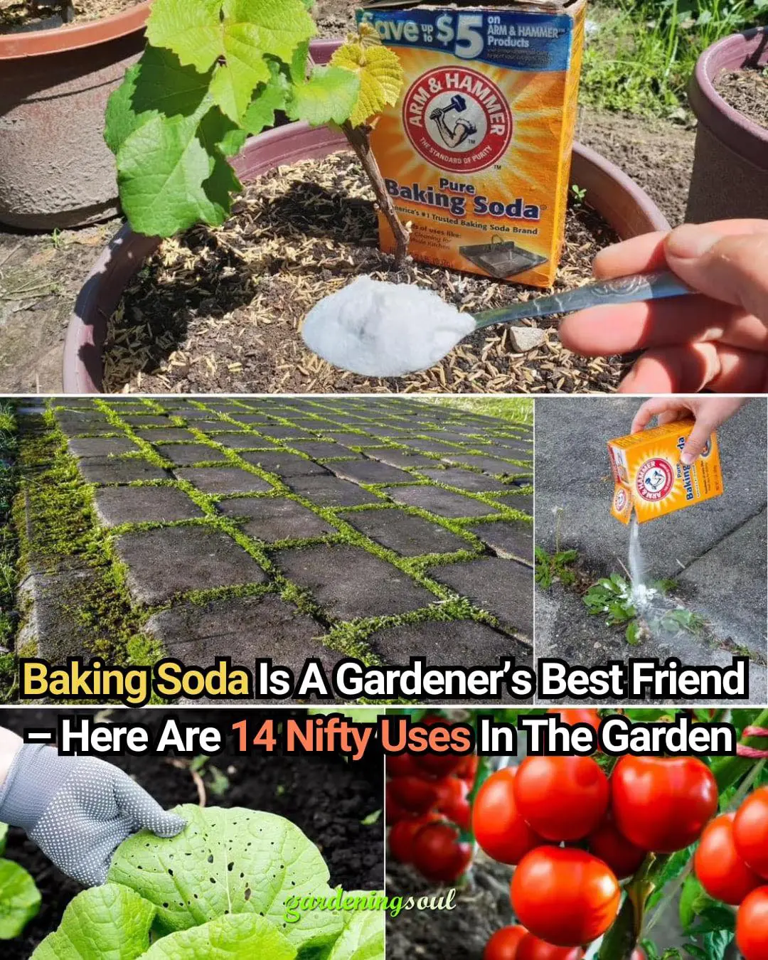Baking Soda Is A Gardener’s Best Friend – Here Are 14 Nifty Uses In The Garden