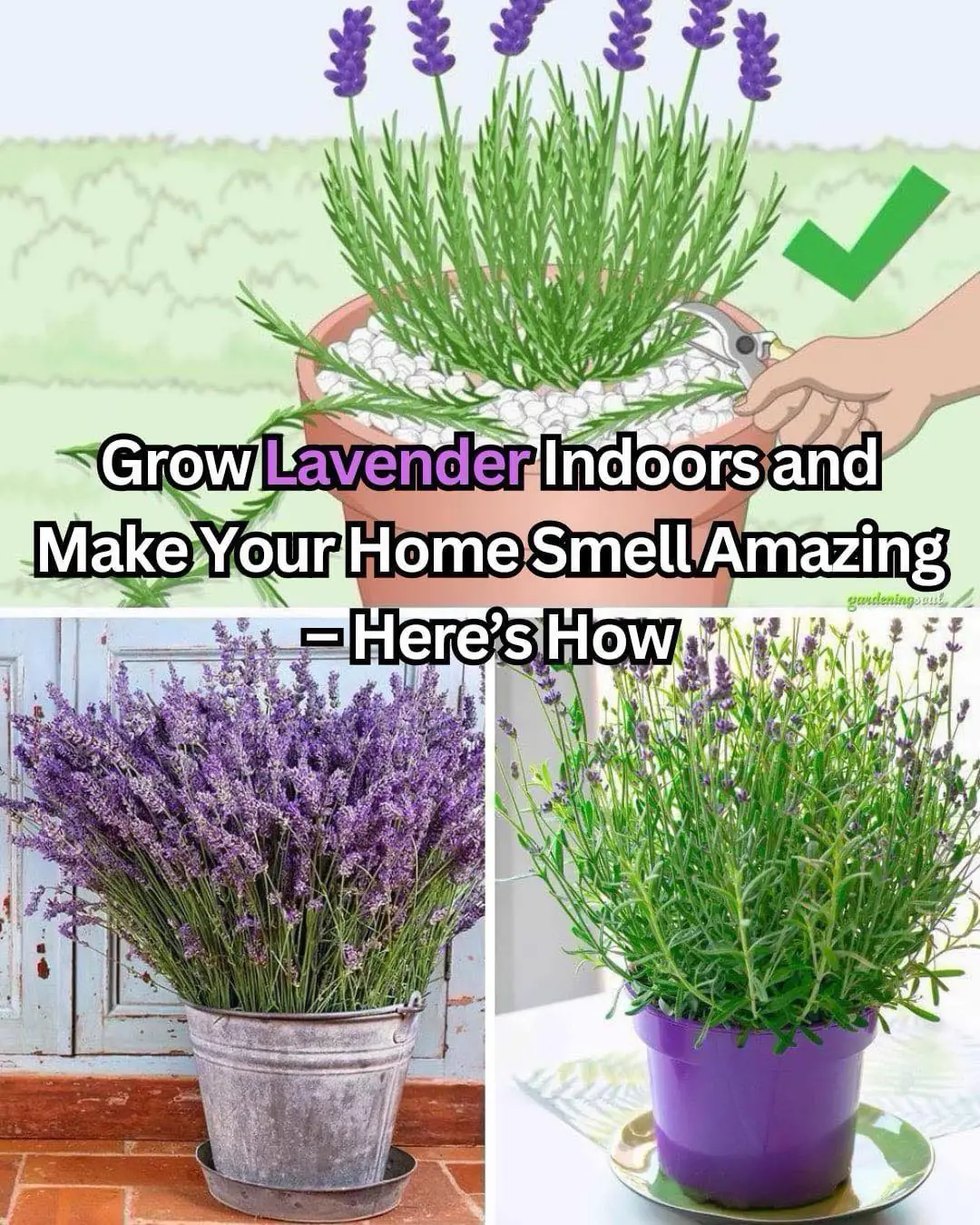 How To Grow Lavender Indoors in Pots