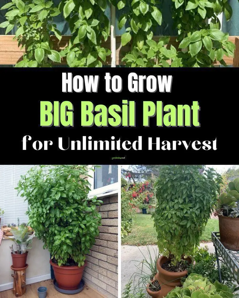 How to Plant, Grow and Harvest Basil – Complete Guide