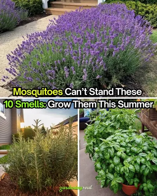 Mosquitoes Hate These Plants. Grow Them In Your Home