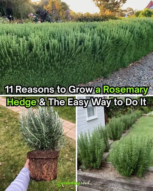 11 Reasons to Grow a Rosemary Hedge & The Easy Way to Do It