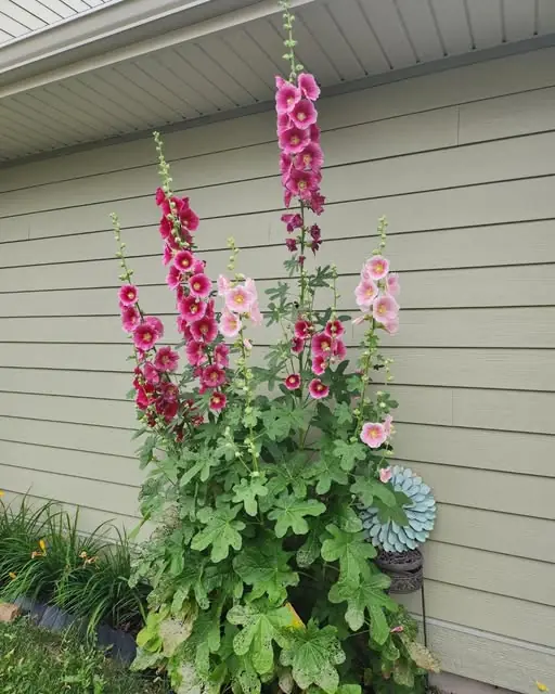 Why You Should Grow Hollyhocks in Your Yard and How to Eat Every Part of this Plant