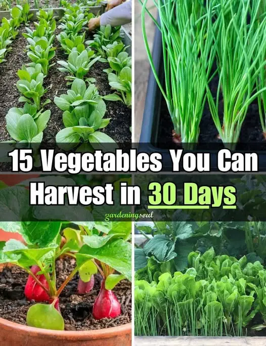 15 Vegetables You Can Harvest in 30 Days