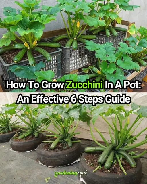 How To Grow Zucchini In A Pot: An effective 6 steps guide