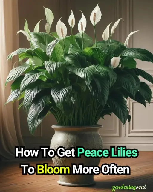 How To Get Peace Lilies To Bloom More Often